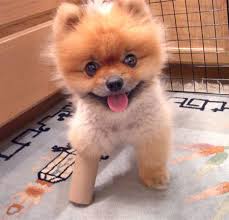 cute dogs