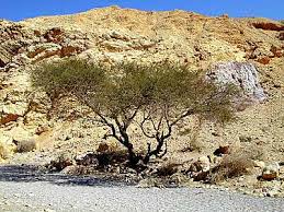 pictures acacia tree