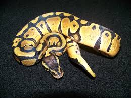 pastel ball python