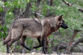 beautiful wolf images