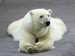 Animal You