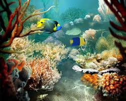 types of tropical fish