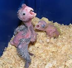 pictures baby parrots