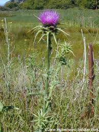 thistle pictures