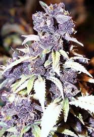 Blueberry