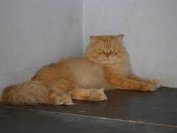 pet animals pictures