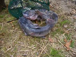 monster catfish pictures