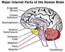 human brain