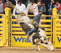rodeo bull riding