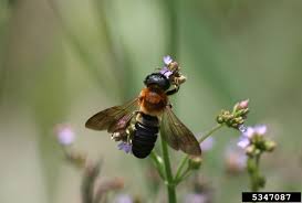 large bees