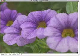 purple flowers list