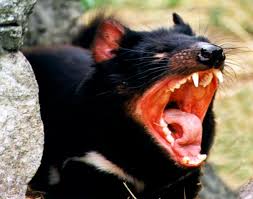 �We think these devils may be