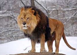 معلومات عن الحيوانات African_Lion_Panthera_leo_Male_Pittsburgh_2800px_adjusted