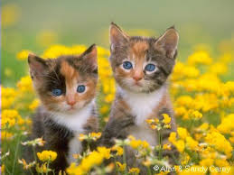 الطيور والحيوانات