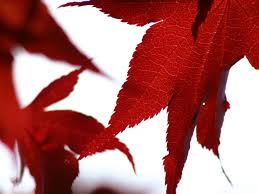 See full size image