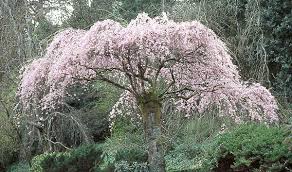 weeping cherry tree pic