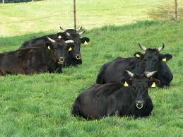 cattles