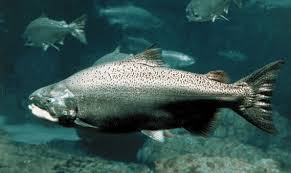 salmon