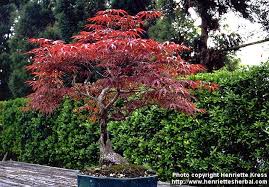 acer palmatum photos