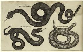 chicken snake photos
