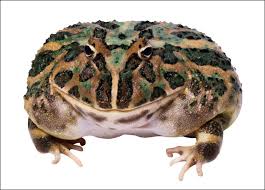 frogs toad pictures