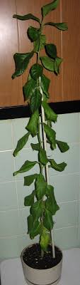 citrus lemon tree