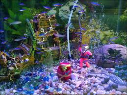 tropical fish aquarium pictures