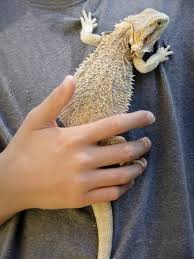 pet reptiles
