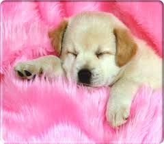 pet animals pictures