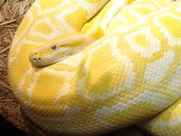 burmese python