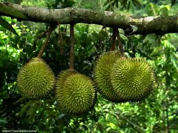 durian, the spiny fruits rich