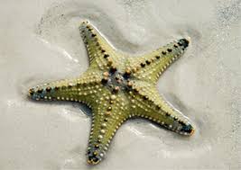 starfish