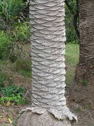 palm tree trunk