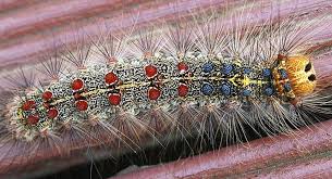 gypsy moth caterpillar pictures
