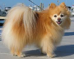 pomeranian dog - toy dog