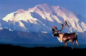 denali national park