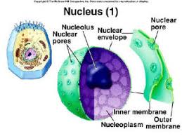 صور توضيح dna Cell9gb