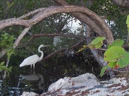 great white heron