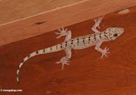 gecko lizards