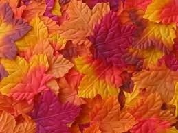 fall leaves