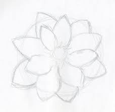 lotus flower petals