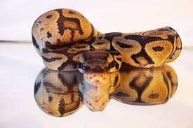pastel ball python
