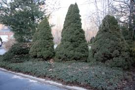 pictures dwarf shrubs