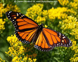 monarch butterfly photos