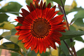 red sunflower pictures