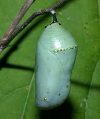monarch butterfly chrysalis