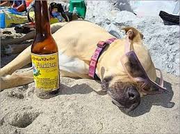 funny animals