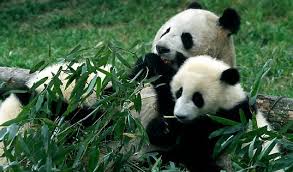 panda