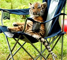 siberian tiger extinct