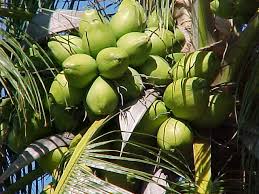pictures coconut trees
